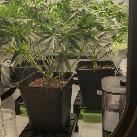 Frozen Black Cherry - 3 Pflanzen  growlog timeline photo