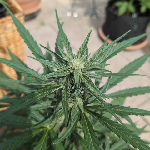 Grape Ape F1 Auto - Outdoor growlog timeline photo