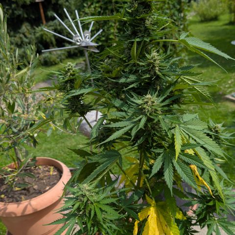 Grape Ape F1 Auto - Outdoor growlog timeline photo