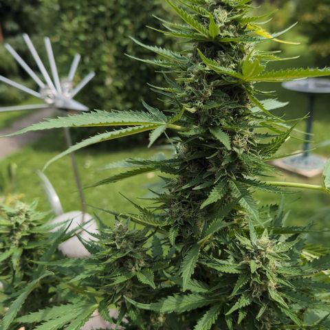 Do-Si-Dos Auto - Outdoor growlog timeline photo