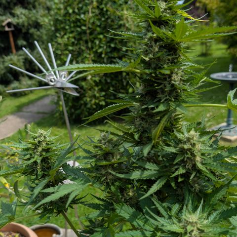 Do-Si-Dos Auto - Outdoor growlog timeline photo