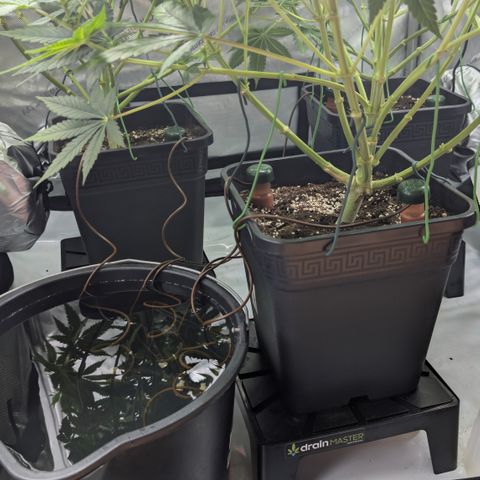 Frozen Black Cherry - 3 Pflanzen  growlog photo: Urlaubsbewässerung 