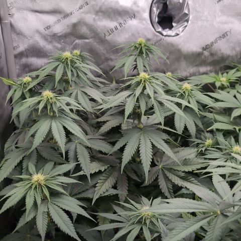Frozen Black Cherry - 3 Pflanzen  growlog timeline photo