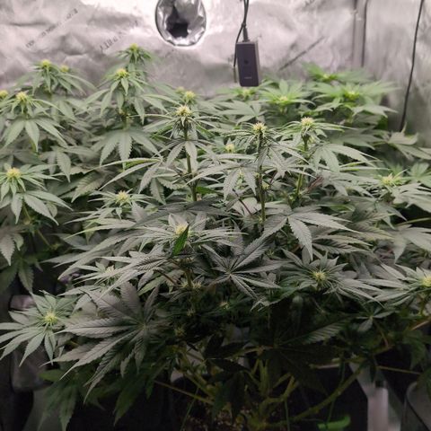 Frozen Black Cherry - 3 Pflanzen  growlog timeline photo