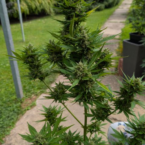 Do-Si-Dos Auto - Outdoor growlog timeline photo