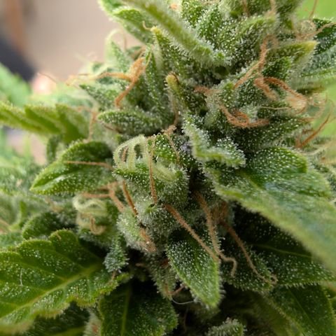 Do-Si-Dos Auto - Outdoor growlog timeline photo