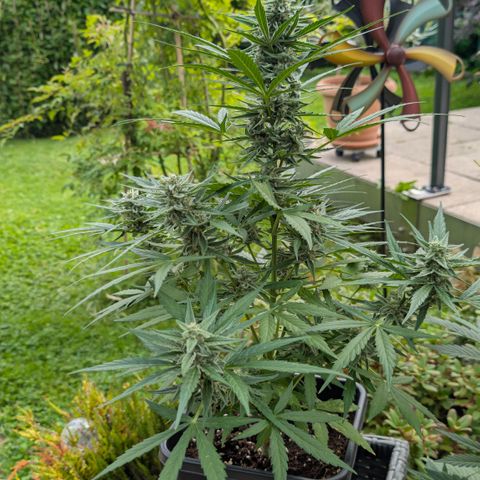 Grape Ape F1 Auto - Outdoor growlog timeline photo