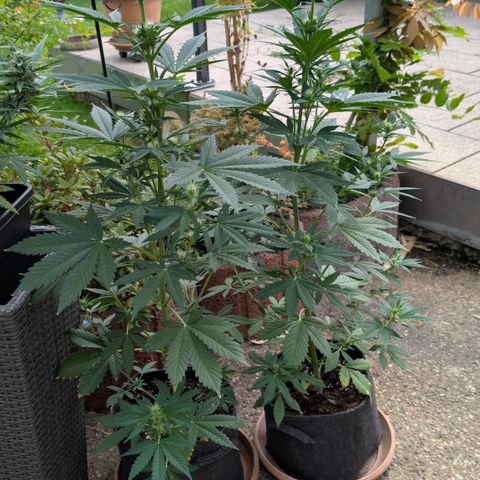 Gorilla Cookies Auto - 2 Pflanzen  growlog timeline photo