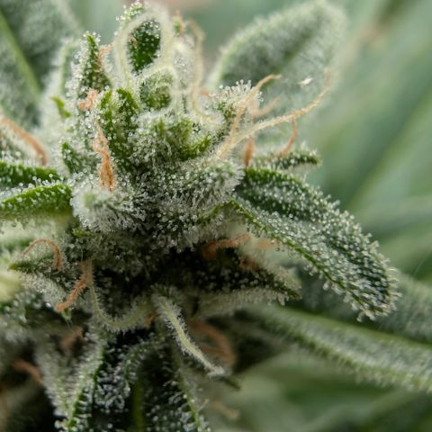 Grape Ape F1 Auto - Outdoor growlog timeline photo