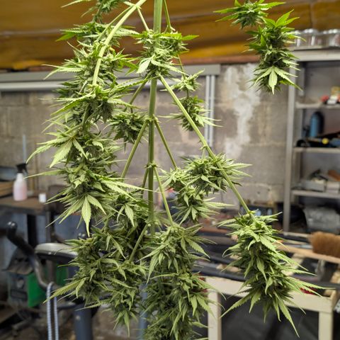 Do-Si-Dos Auto - Outdoor growlog timeline photo