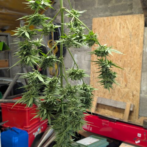 Do-Si-Dos Auto - Outdoor growlog timeline photo