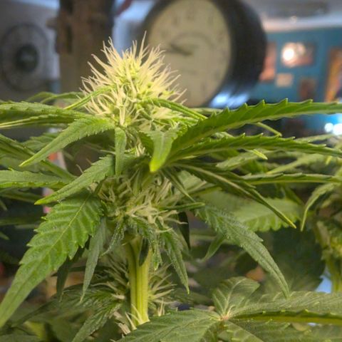 Frozen Black Cherry - 3 Pflanzen  growlog timeline photo
