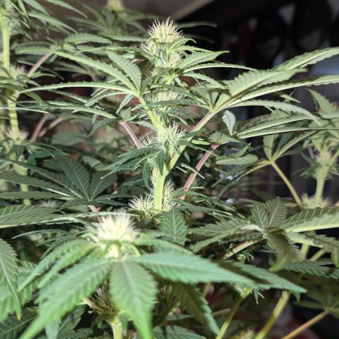 Frozen Black Cherry - 3 Pflanzen  growlog timeline photo