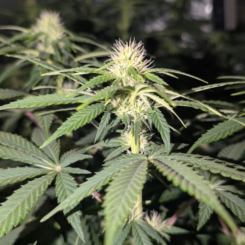 Frozen Black Cherry - 3 Pflanzen  growlog timeline photo