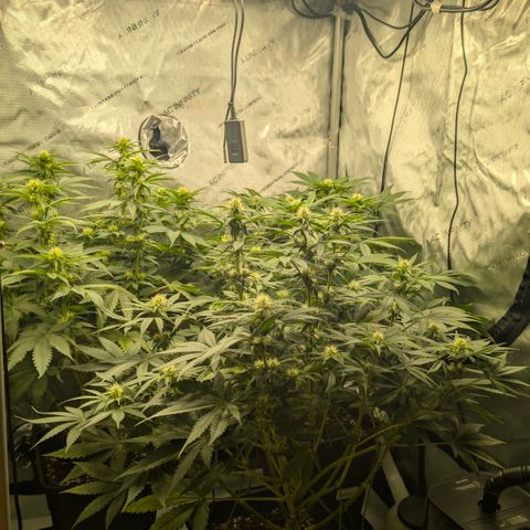 Frozen Black Cherry - 3 Pflanzen  growlog timeline photo