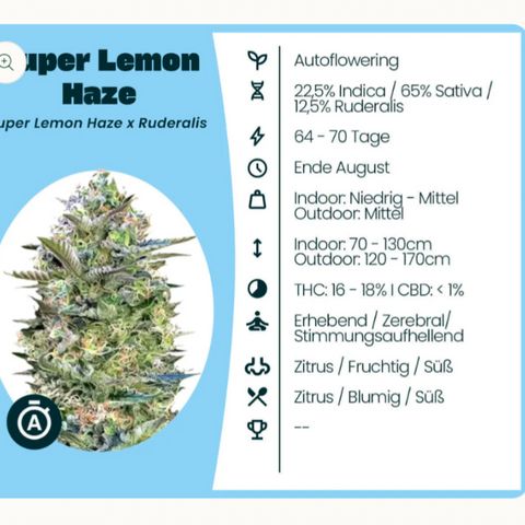Super Lemon Haze growlog photo