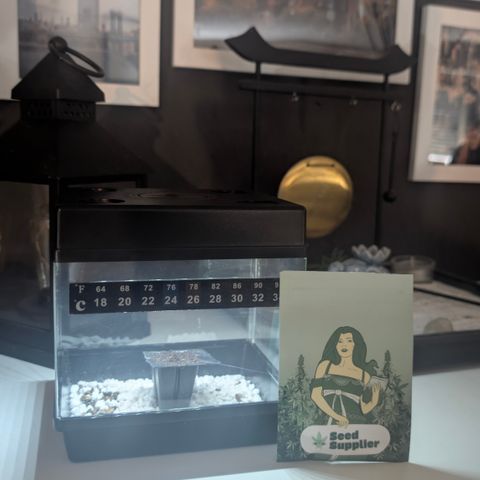Super Lemon Haze growlog photo