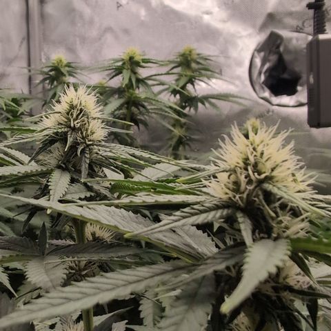 Frozen Black Cherry - 3 Pflanzen  growlog timeline photo