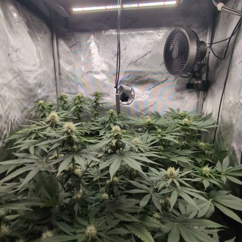 Frozen Black Cherry - 3 Pflanzen  growlog timeline photo