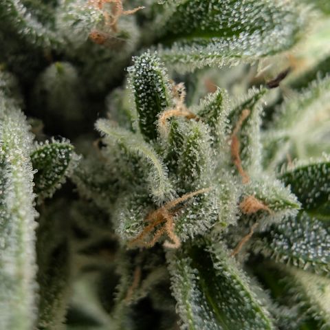 Grape Ape F1 Auto - Outdoor growlog timeline photo