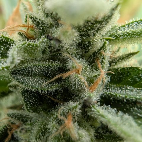 Grape Ape F1 Auto - Outdoor growlog timeline photo
