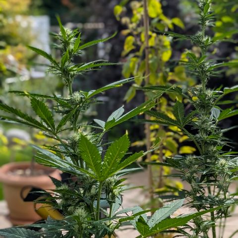 Gorilla Cookies Auto - 2 Pflanzen  growlog timeline photo
