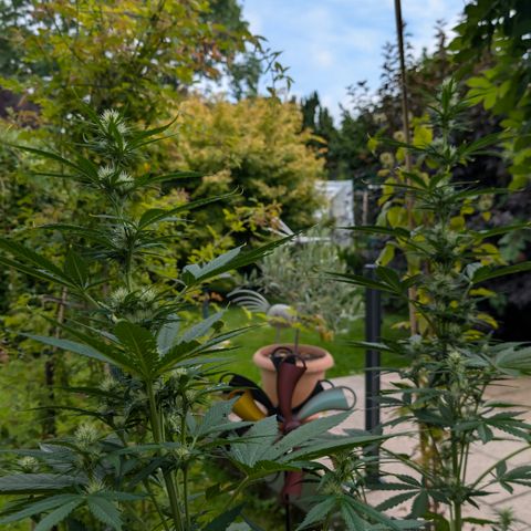 Gorilla Cookies Auto - 2 Pflanzen  growlog timeline photo