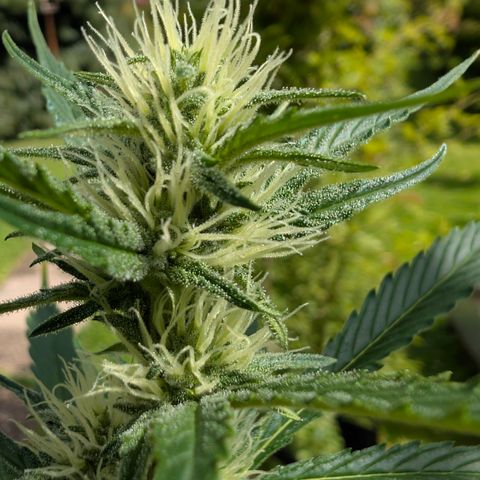 Gorilla Cookies Auto - 2 Pflanzen  growlog timeline photo