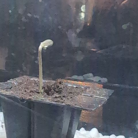 Super Lemon Haze growlog photo