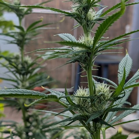 Gorilla Cookies Auto - 2 Pflanzen  growlog timeline photo