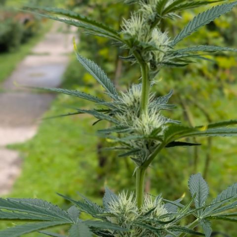 Gorilla Cookies Auto - 2 Pflanzen  growlog timeline photo