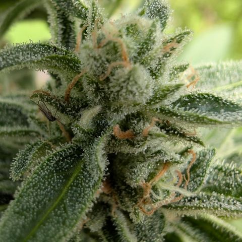Grape Ape F1 Auto - Outdoor growlog timeline photo