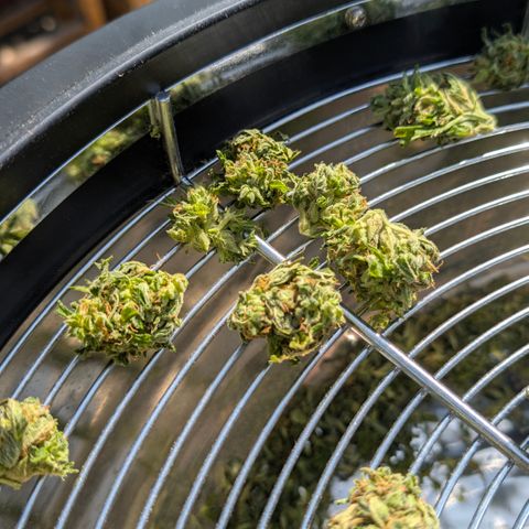 Do-Si-Dos Auto - Outdoor growlog timeline photo