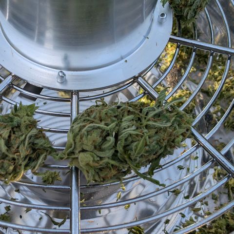 Do-Si-Dos Auto - Outdoor growlog timeline photo