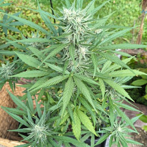 Grape Ape F1 Auto - Outdoor growlog timeline photo