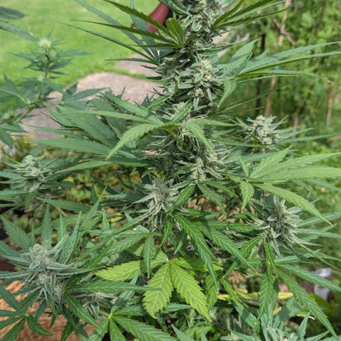 Grape Ape F1 Auto - Outdoor growlog timeline photo