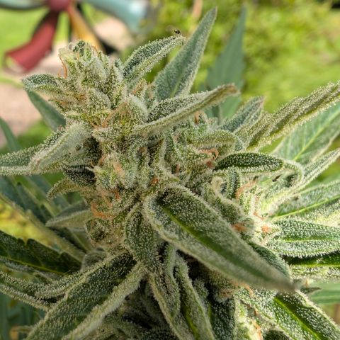 Grape Ape F1 Auto - Outdoor growlog timeline photo