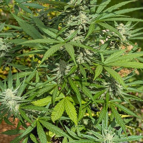 Grape Ape F1 Auto - Outdoor growlog timeline photo