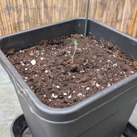Super Lemon Haze growlog photo