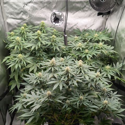 Frozen Black Cherry - 3 Pflanzen  growlog timeline photo