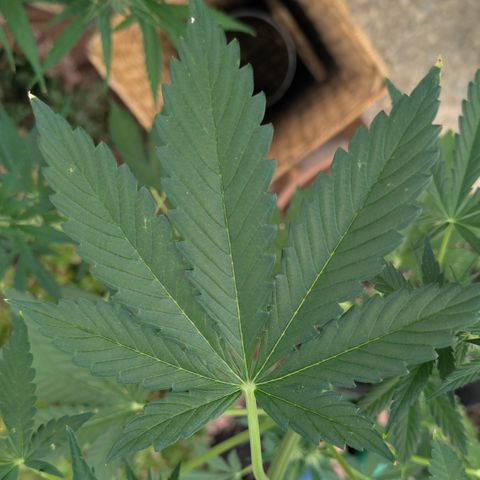 Gorilla Cookies Auto - 2 Pflanzen  growlog timeline photo