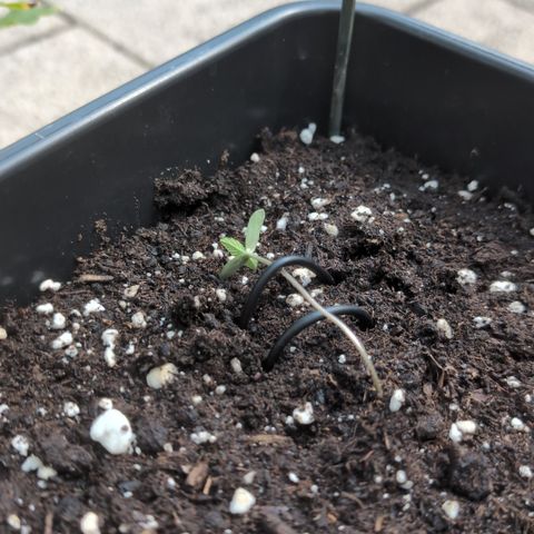 Super Lemon Haze growlog photo: Gespargelt - runtergebunden und in die Sonne gestellt