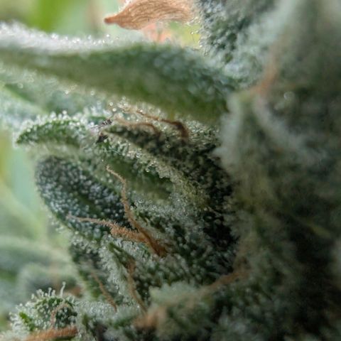 Grape Ape F1 Auto - Outdoor growlog timeline photo