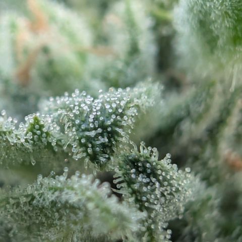 Grape Ape F1 Auto - Outdoor growlog timeline photo