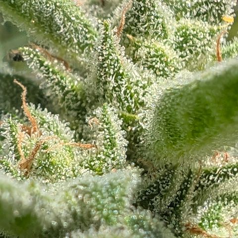 Grape Ape F1 Auto - Outdoor growlog timeline photo