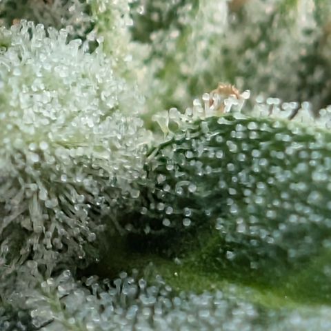 Grape Ape F1 Auto - Outdoor growlog timeline photo