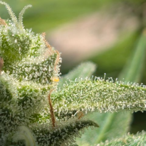 Grape Ape F1 Auto - Outdoor growlog timeline photo
