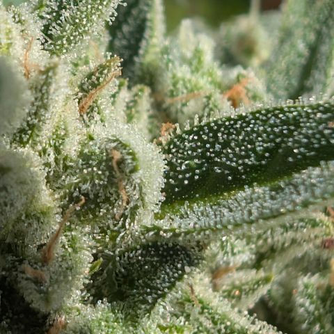Grape Ape F1 Auto - Outdoor growlog timeline photo