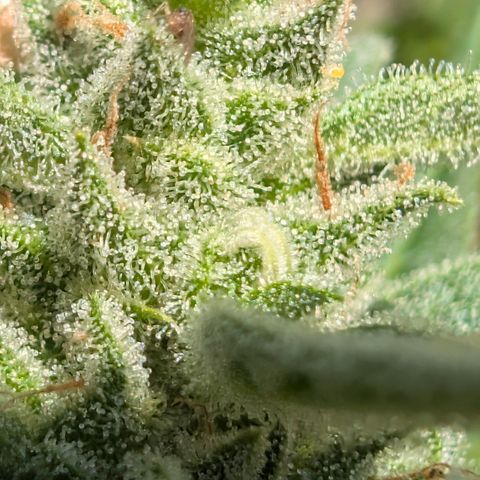 Grape Ape F1 Auto - Outdoor growlog timeline photo