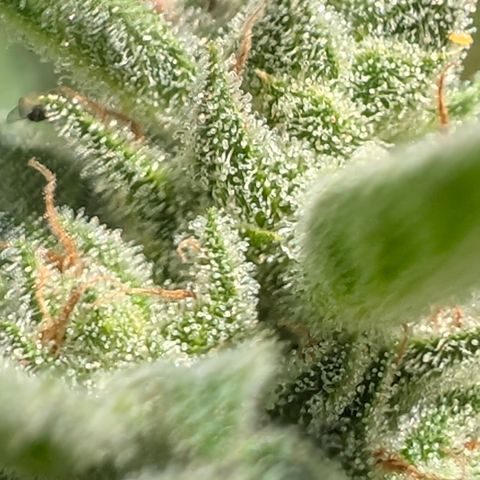 Grape Ape F1 Auto - Outdoor growlog timeline photo